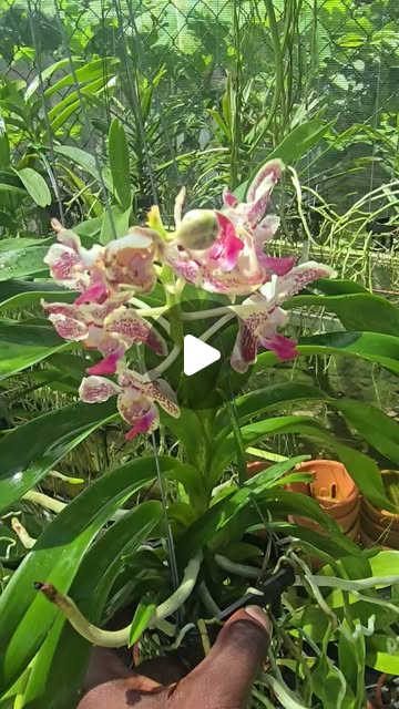 Vanda Suwannaphum Starling orchid flowers