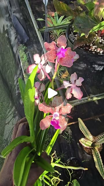 Vanda Tessalata Kulwadee orchid featured by Gardenscape Designs